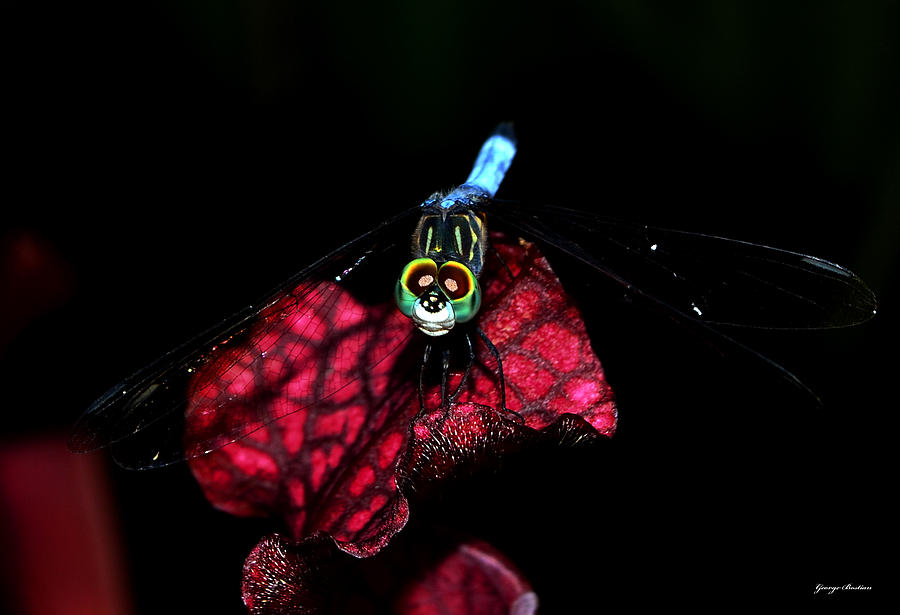The Face Of A Dragonfly 004 Photograph by George Bostian