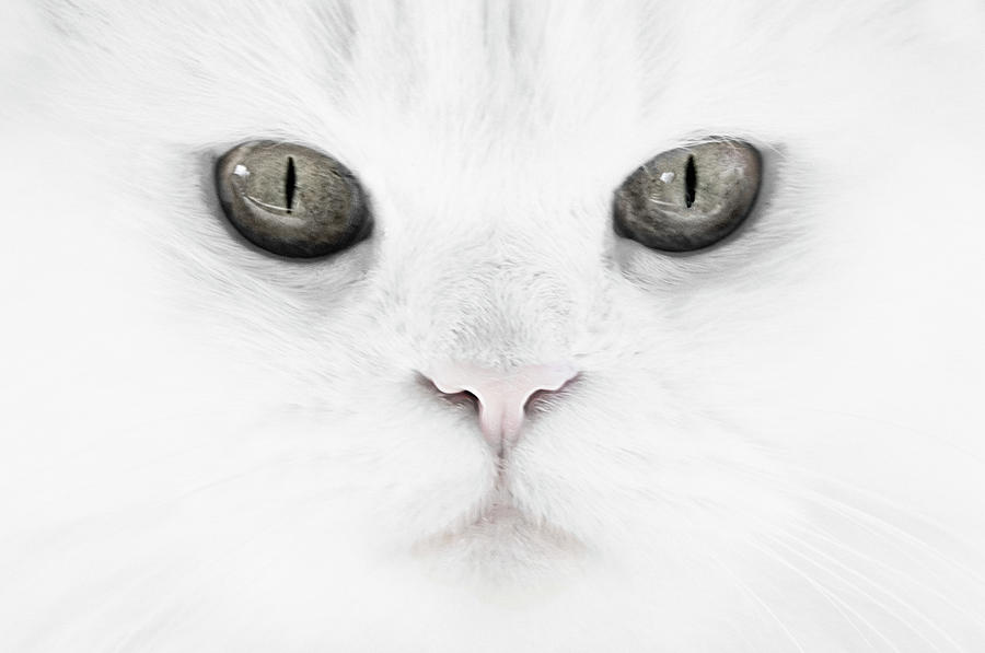 The Face of a Gray Eyed Cat Photograph by Mitch Spence