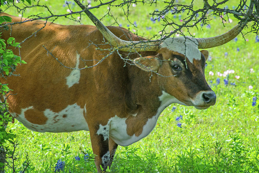The Face of a Longhorn Photograph by Lynn Bauer