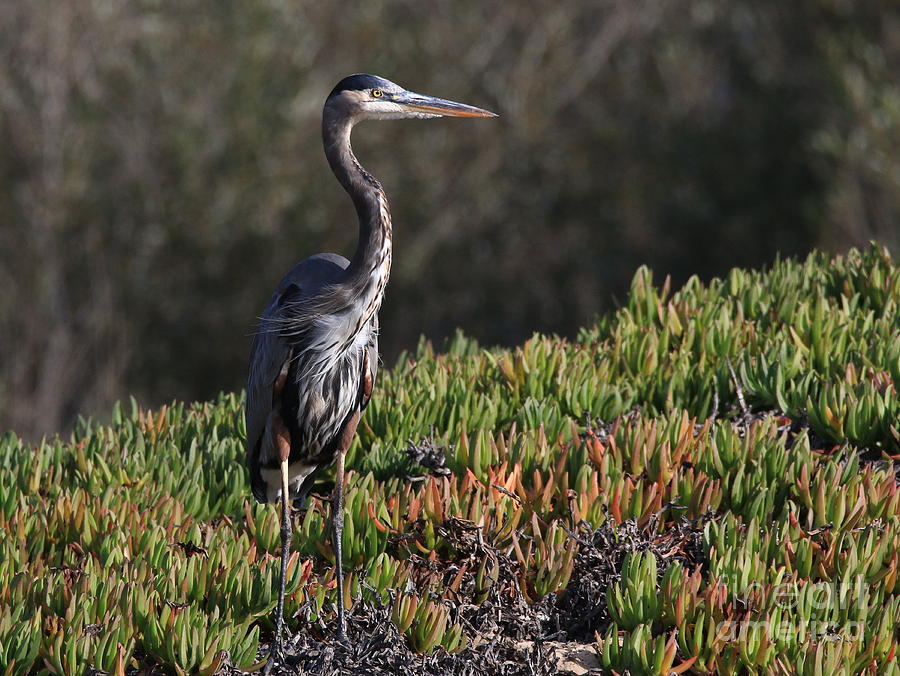 Heron Photograph - The Face Of Patience by Craig Corwin