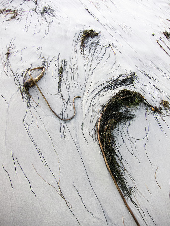 The Face of Seaweed Photograph by Mary Lee Dereske