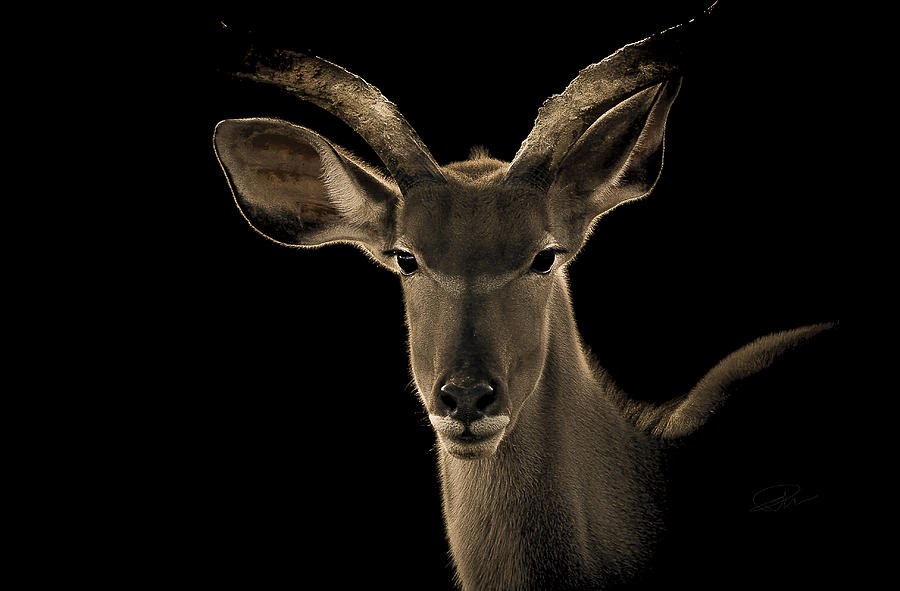 Wildlife Photograph - The face off by Paul Neville