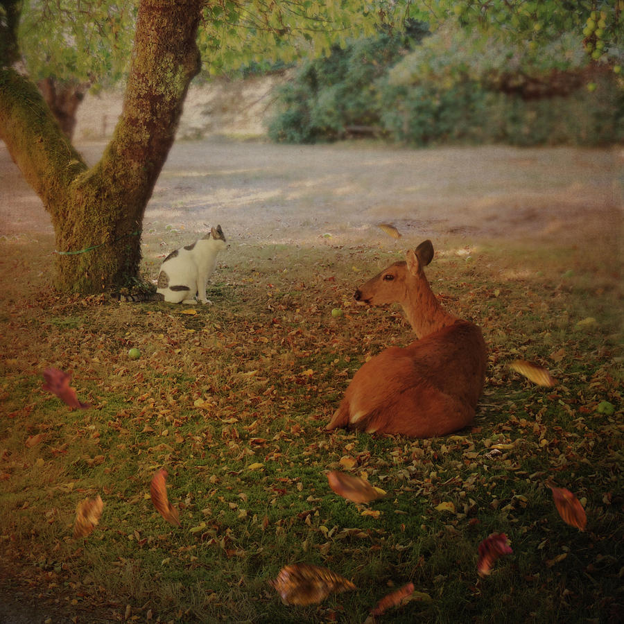 The Face Off Photograph by Sally Banfill