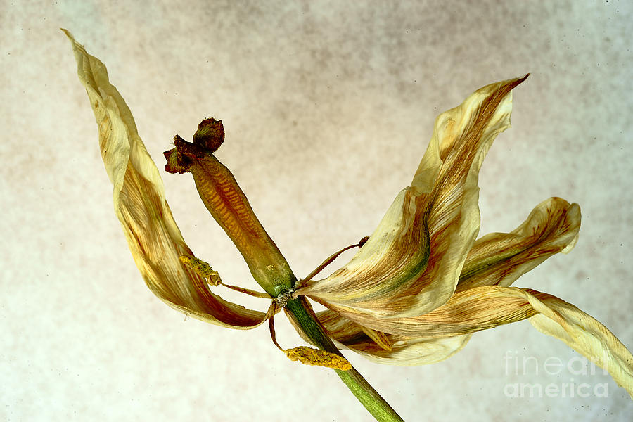 Fading Lily. Photograph by Alexander Vinogradov