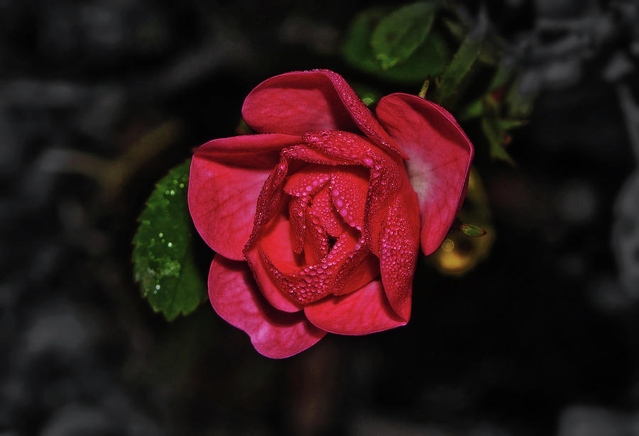 The Fairy Shrub Rose 004 Photograph by George Bostian