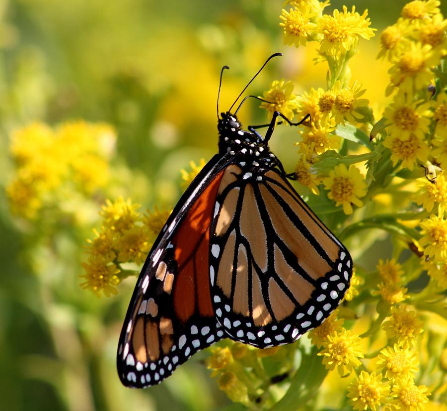 The Fall Monarch Photograph By Mary Simpson - Fine Art America