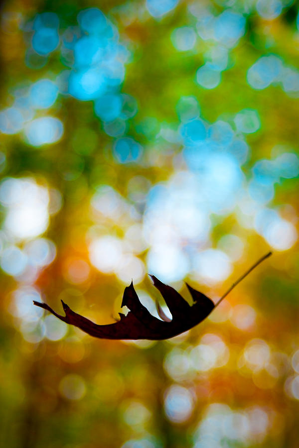 The Fall Photograph by Ryan Heffron