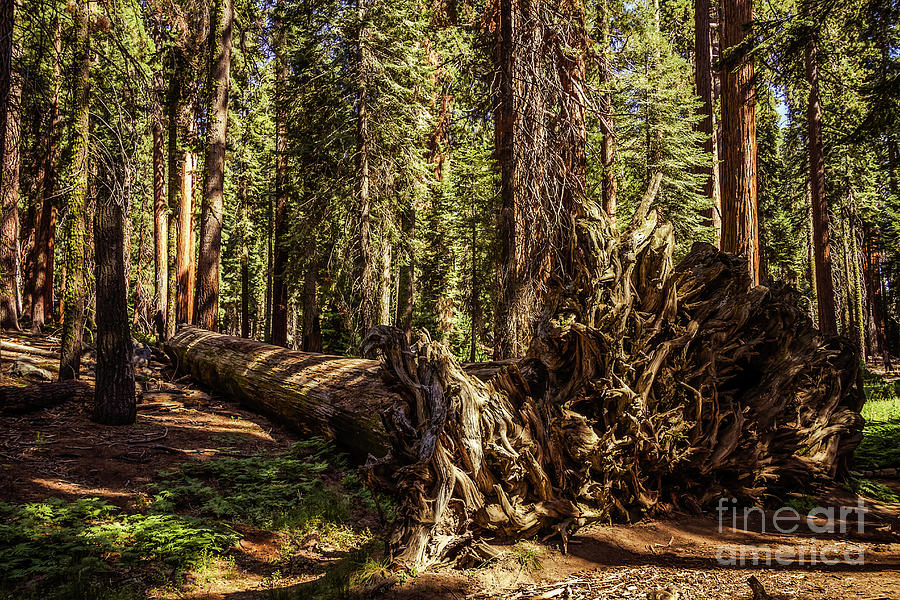 Sequoia National Park Photograph - The Fallen Giant by Mirko Chianucci