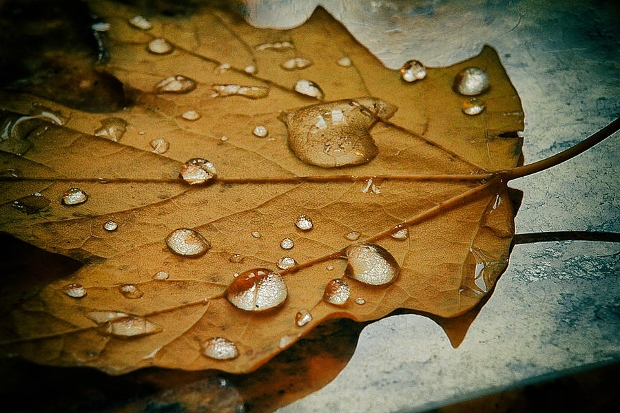 The Fallen Leaf Photograph by Aleksander Rotner