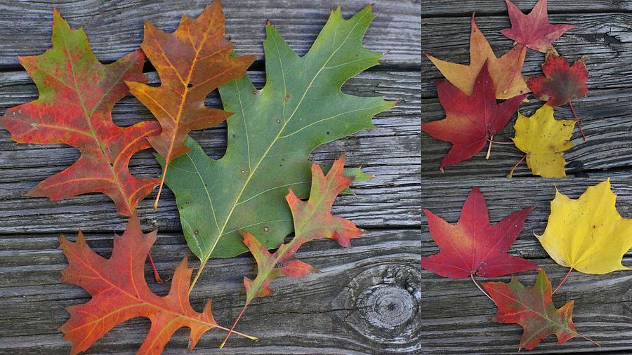 The Fallen Leaves of Autumn - A Collage Photograph by Dora Sofia Caputo