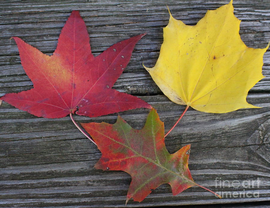 The Fallen Leaves of Autumn Photograph by Dora Sofia Caputo