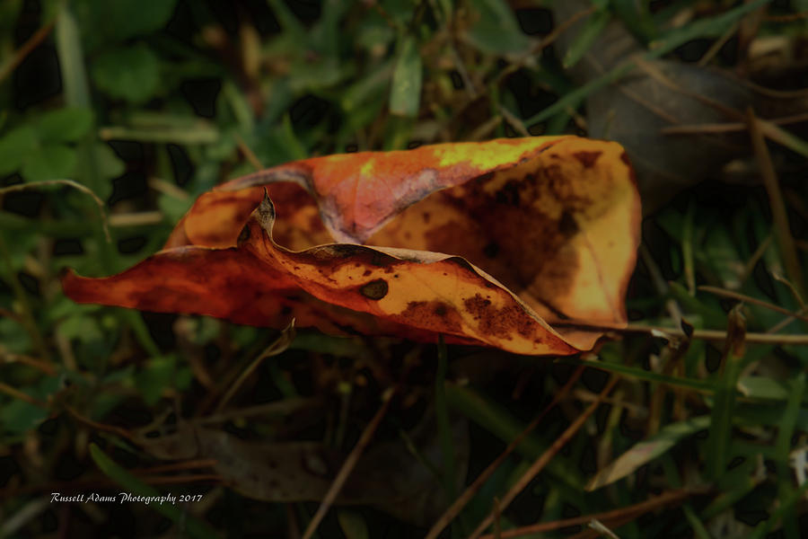 Fall Photograph - The Fallen by Russell Adams
