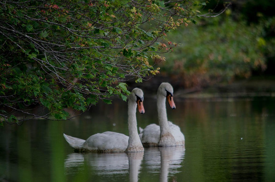 Swan Photograph - The Family Continues by Linda Howes