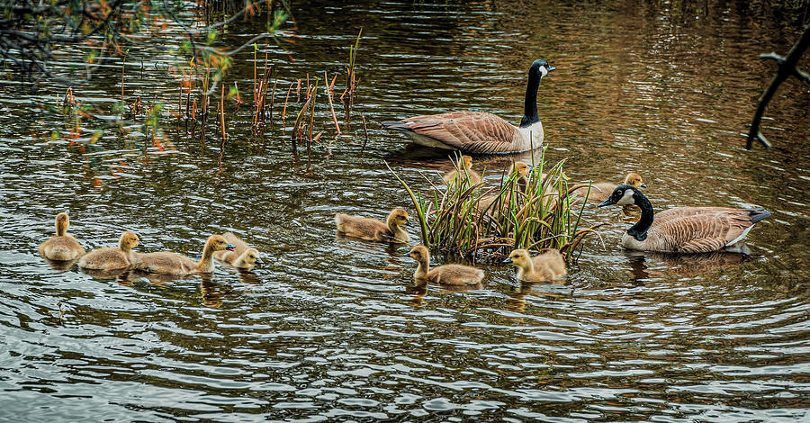 The Family of gooses 2 Photograph by Lilia S
