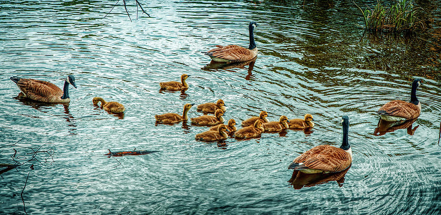 The family of gooses Photograph by Lilia S