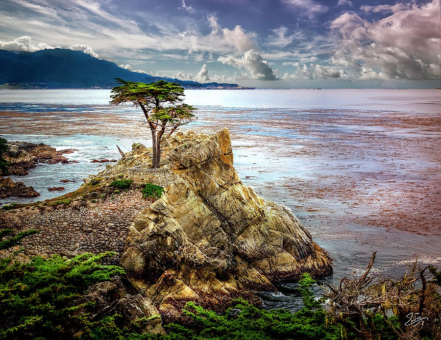 The Famous Monterey Cypress Tree Photograph by Endre Balogh