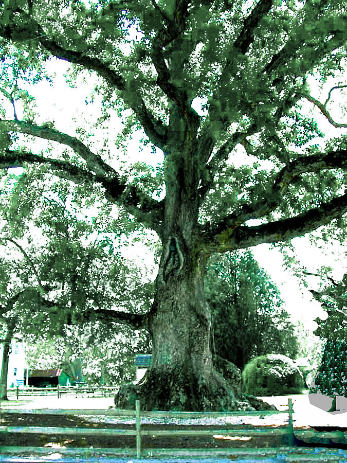 The Famous Old Wye Oak Tree Photograph By Merton Allen