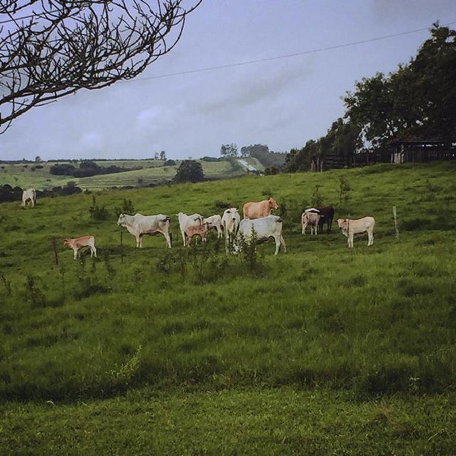 Farm Photograph - The Farm Cattle - O Gado Da Fazenda - by Kiko Lazlo Correia