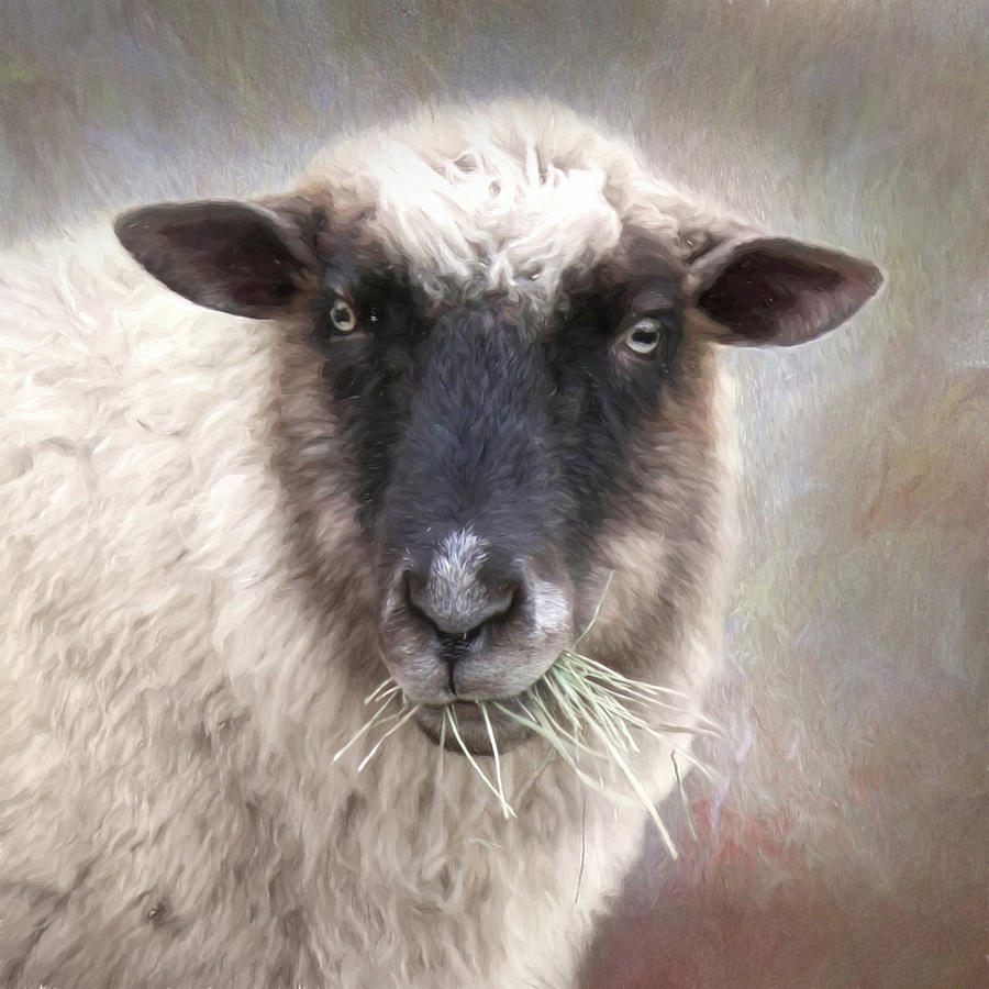 The Farmers Sheep Photograph by Lori Deiter