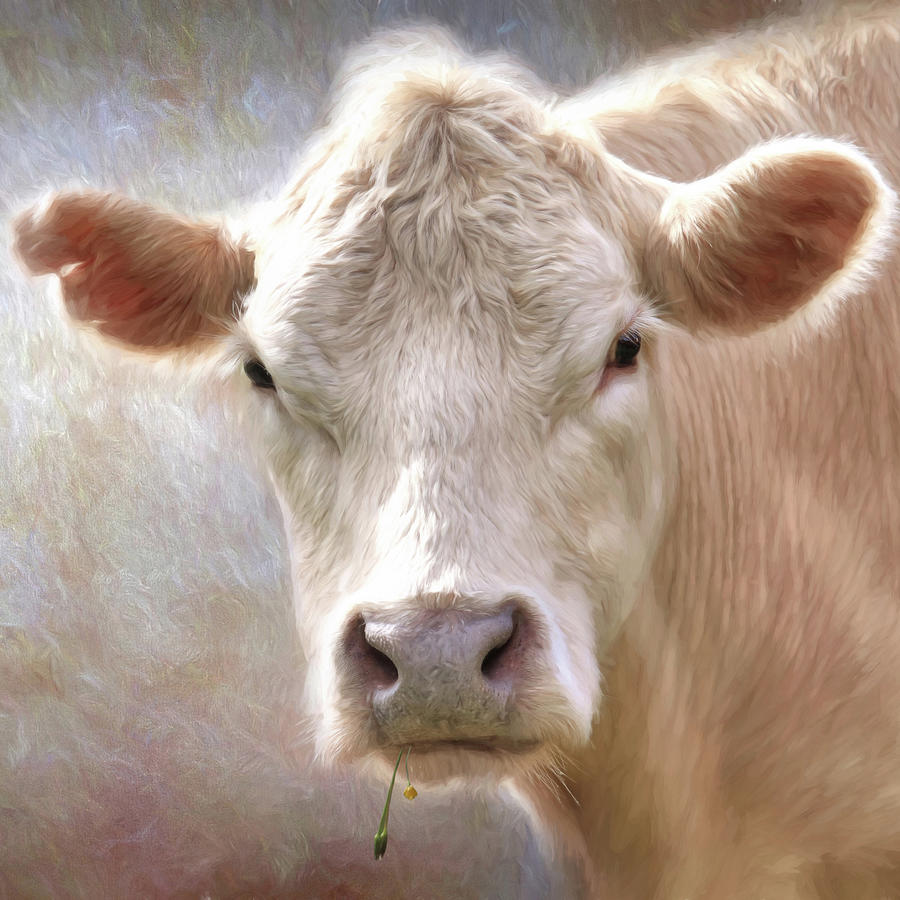 Animal Photograph - The Farmers White Cow by Lori Deiter