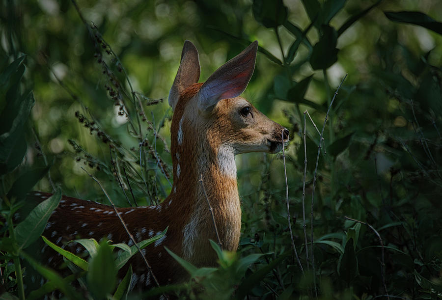 The Fawn 2 Photograph by Ernest Echols