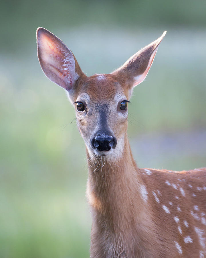 The Fawn Photograph by Jack Bell