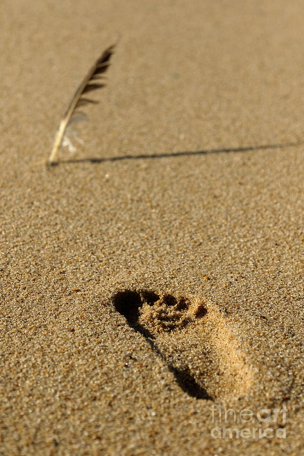 The feather and the footprint Photograph by Howard Ferrier