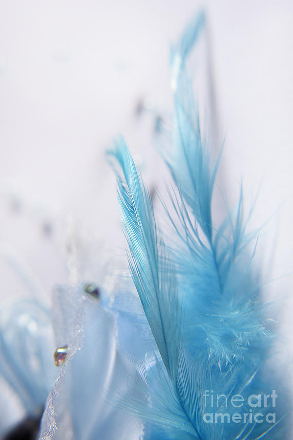 The Feather Blue Photograph by Kiran Joshi