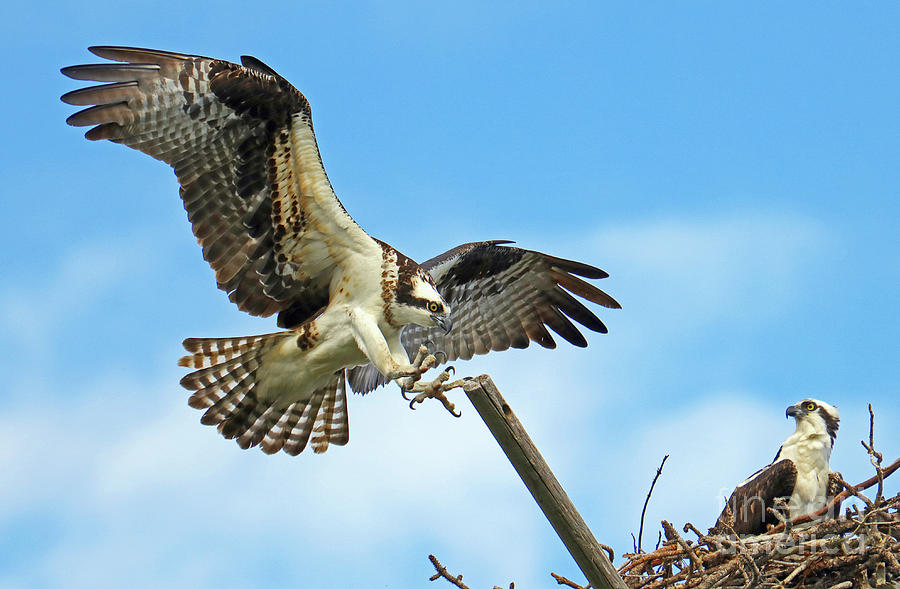 The Female Osprey Returns Photograph by Larry Nieland