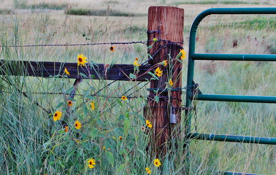 The Fence Photograph by Marilyn Diaz