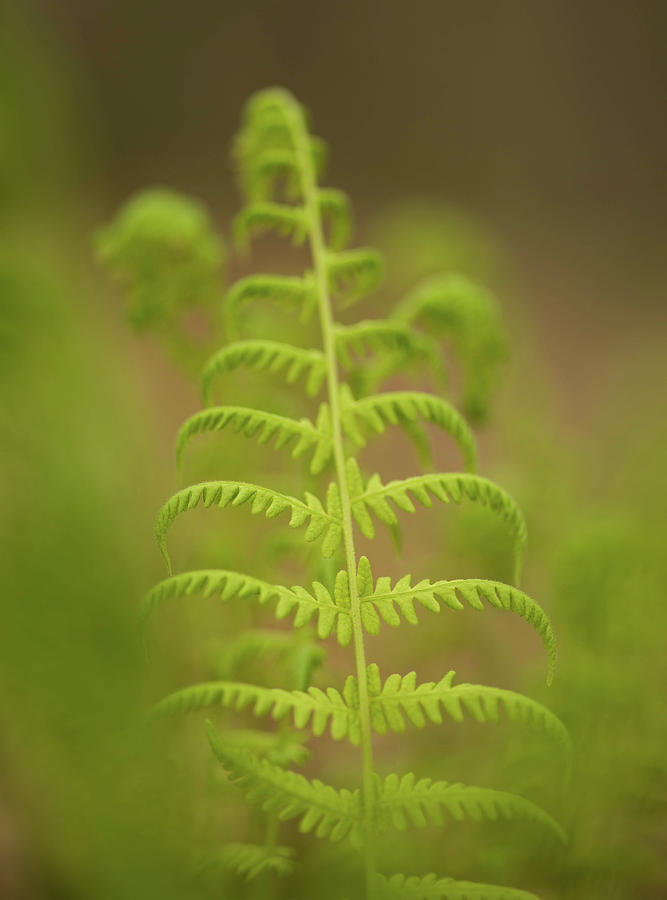 The Fern Photograph by Jody Partin