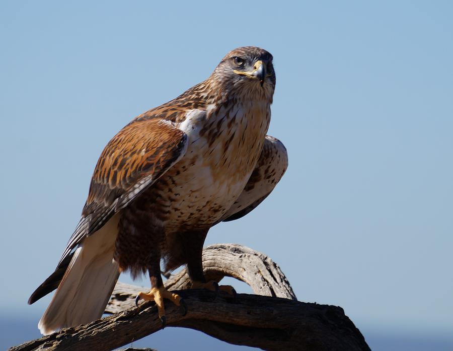 The Ferruginous Hawk Photograph by Dennis Boyd