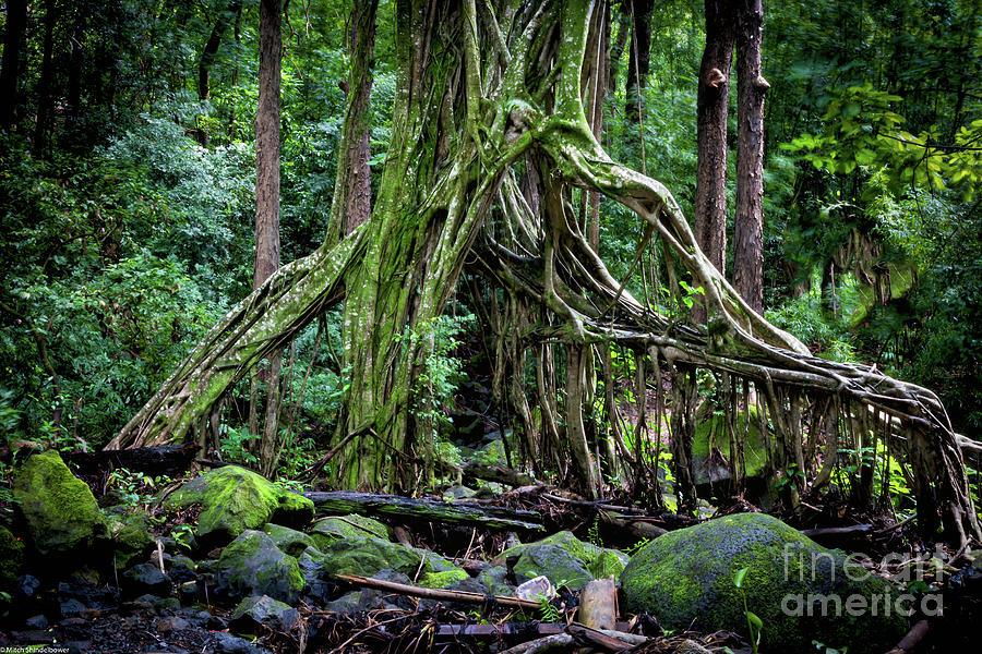 The Ficus Tree Photograph by Mitch Shindelbower