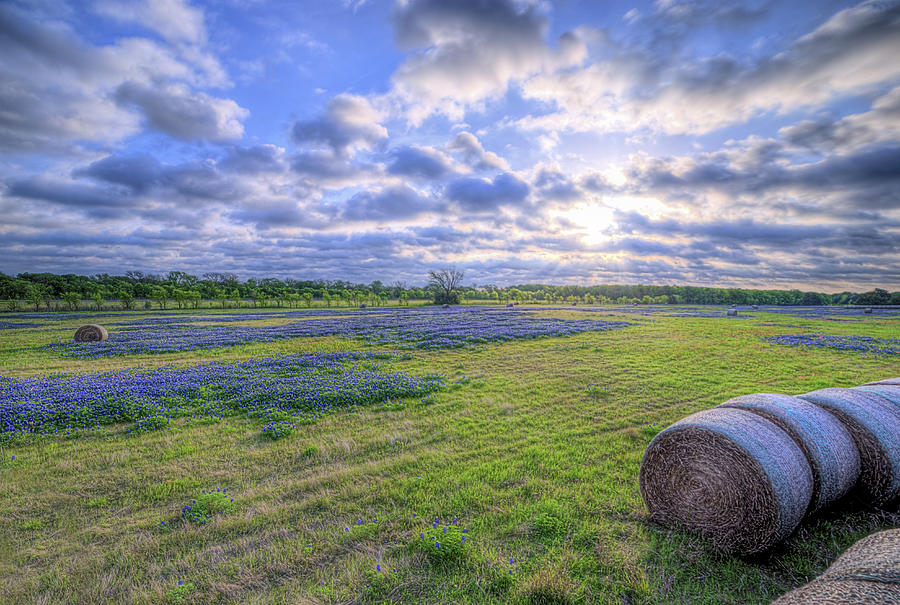 The Field of Dreams in Ennis Texas Photograph by JC Findley