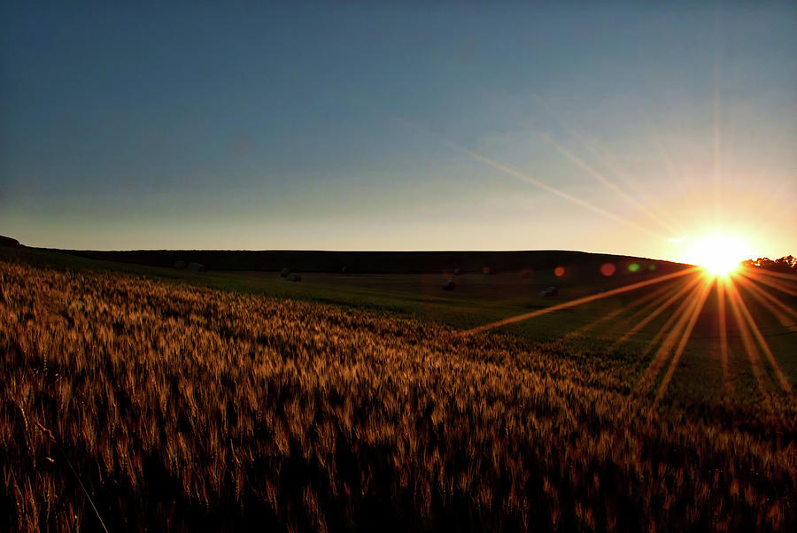 The field of Gold Photograph by Mark Dodd