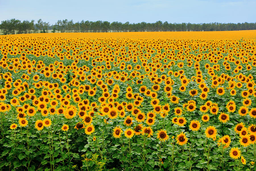 The Field of Suns Photograph by Victor Kovchin