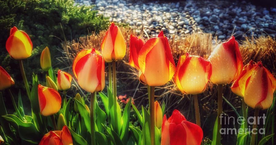 The Fiery Glow of Summer - Tulips After the Rain Photograph by Miriam Danar