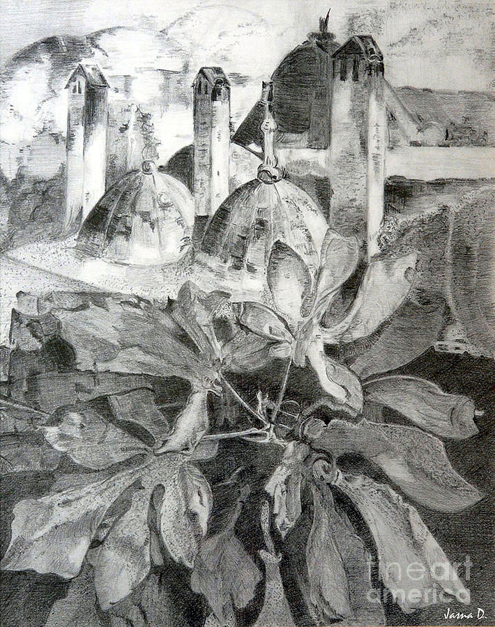 The Fig Drawing by Jasna Dragun