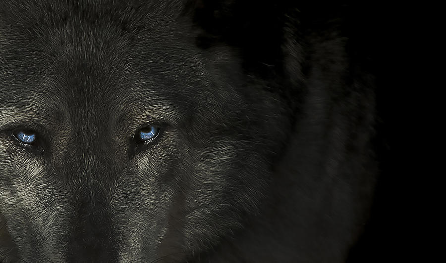 Wolf Photograph - The final hour  by Paul Neville