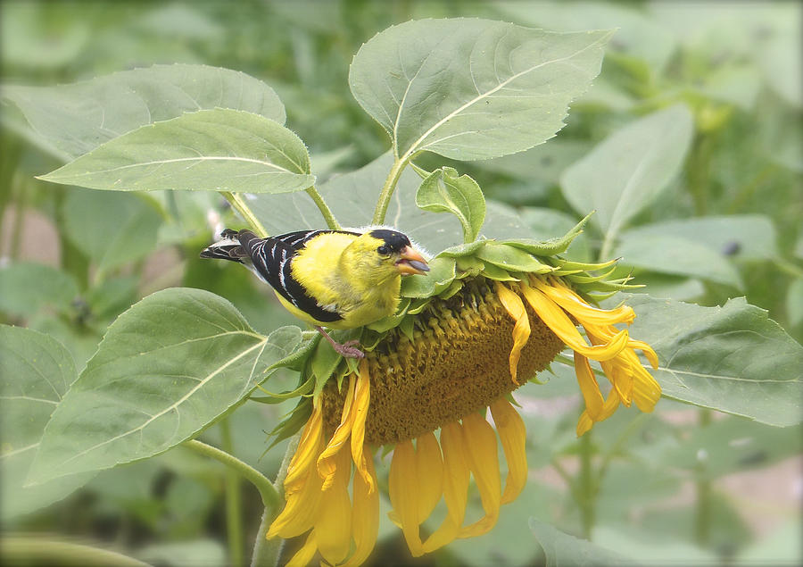 The Finch And The Sunflower Photograph by Kay Jantzi