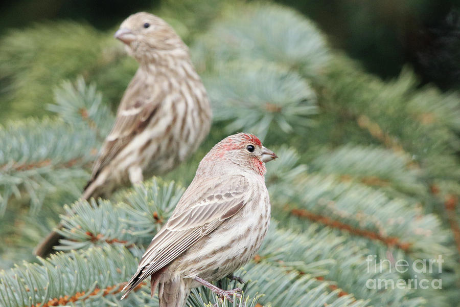 The Finches Photograph by Alyce Taylor