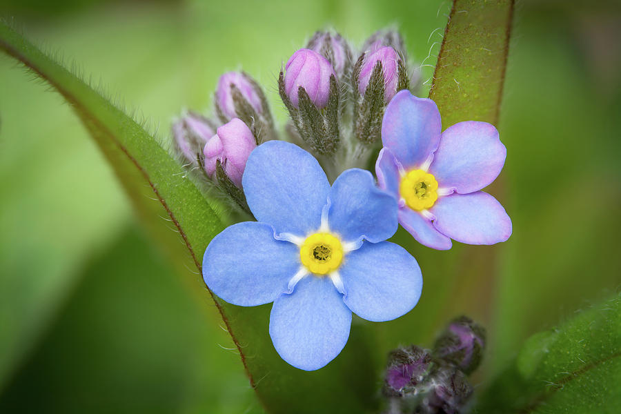 The First Blossom Of The Forget Me Not Photograph