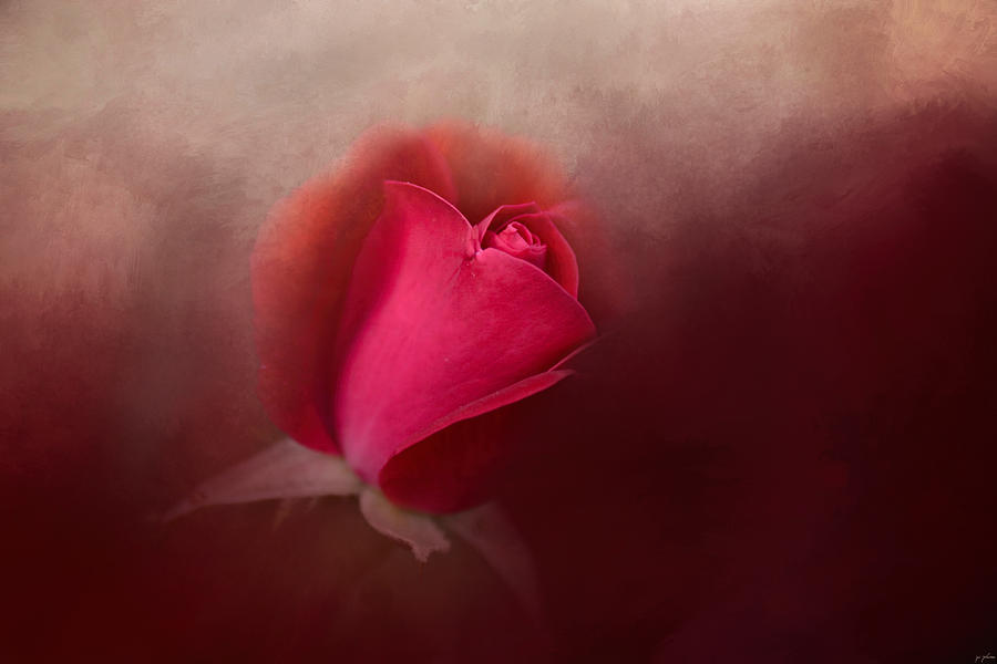 Flower Photograph - The First Red Rose by Jai Johnson