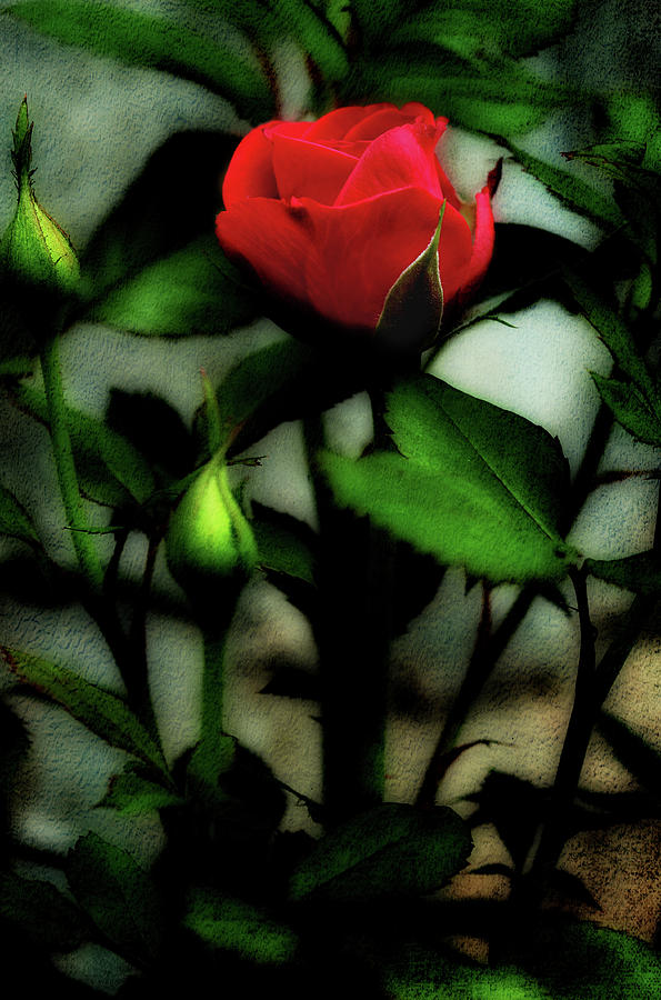 The First Rose Photograph by Mike Eingle