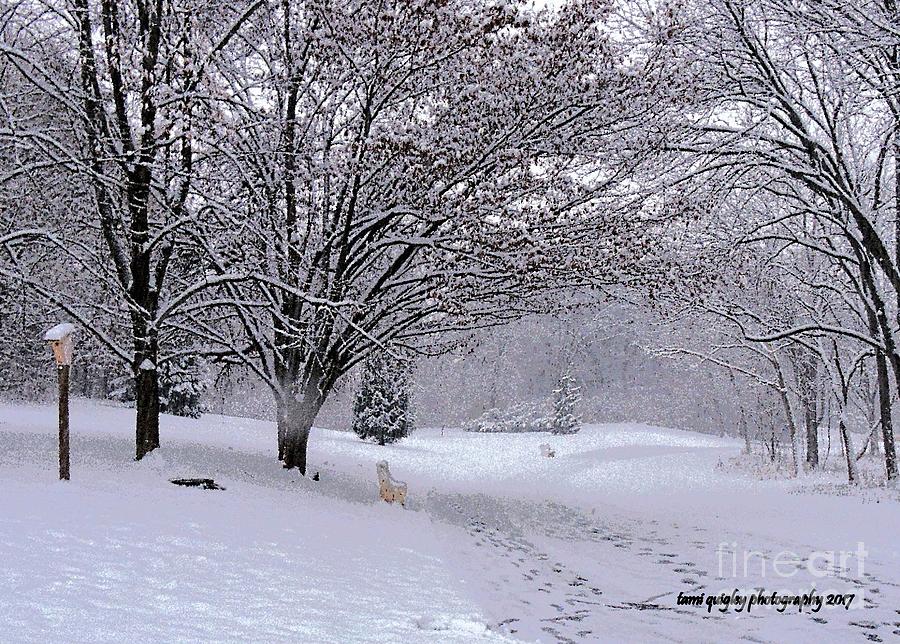 The First Snowfall  Photograph by Tami Quigley