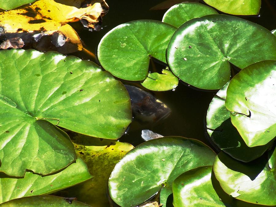 The Fish and the Lily Pads Photograph by Lucy O'Farrell - Fine Art America