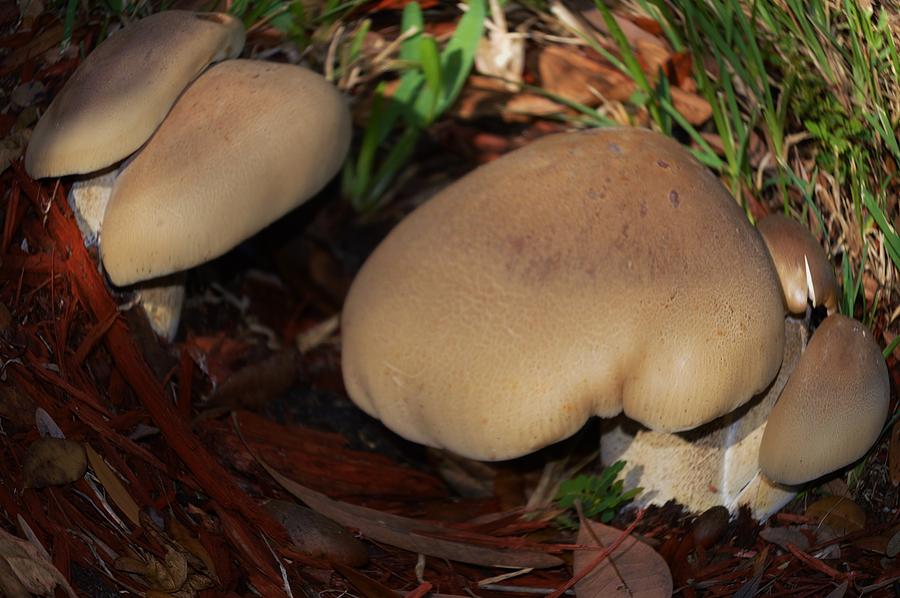 The Fisheyed Mushroom Photograph by Warren Thompson