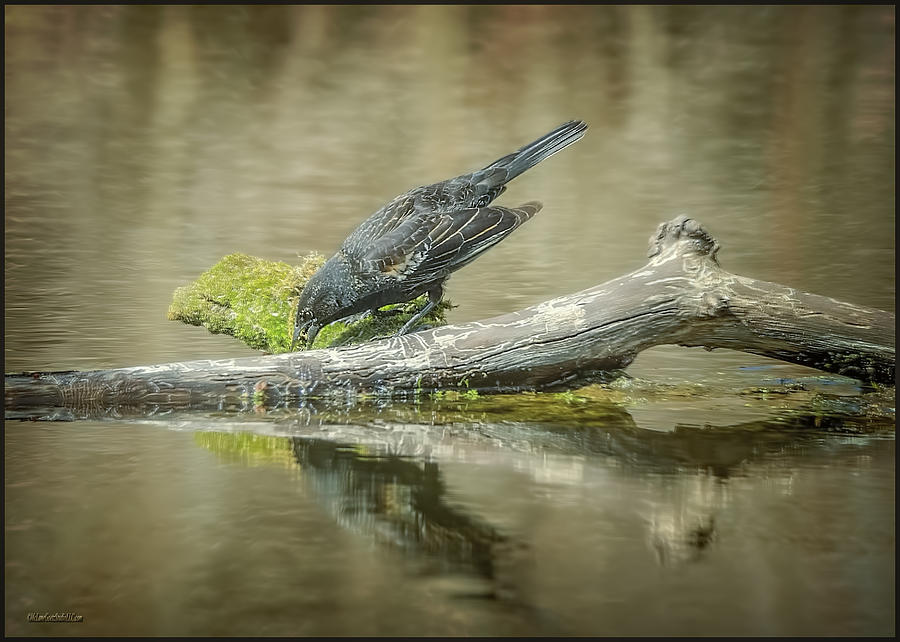 The Fishing Raven Photograph by LeeAnn McLaneGoetz McLaneGoetzStudioLLCcom