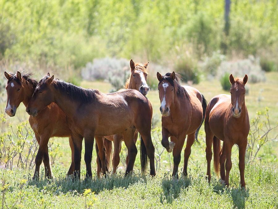 The five wild mustangs Photograph by Lynn Hopwood