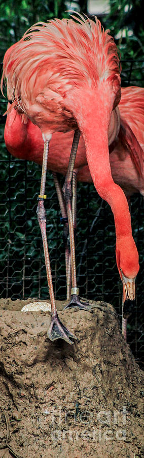 The Flamingo and her Egg Photograph by Toma Caul